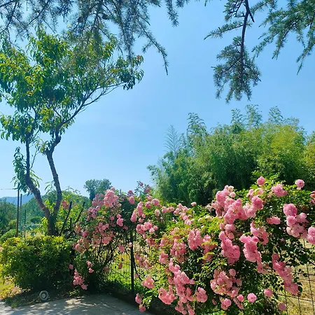 La Casa Del Cedro 펜션 *